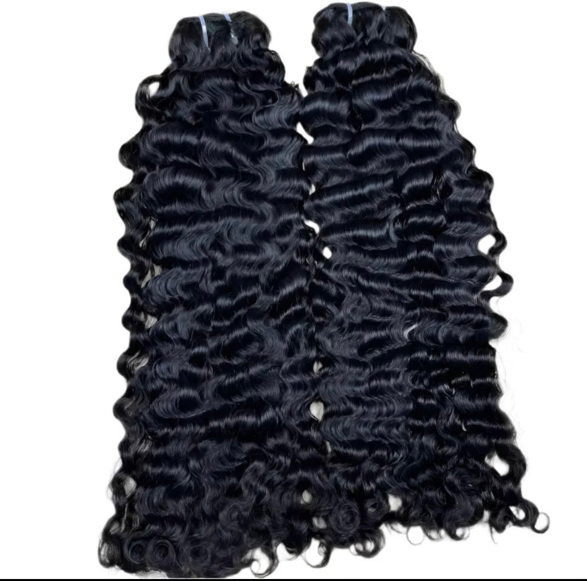 BURMESE EXOTIC CURLY